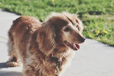 Close-up of dog looking away