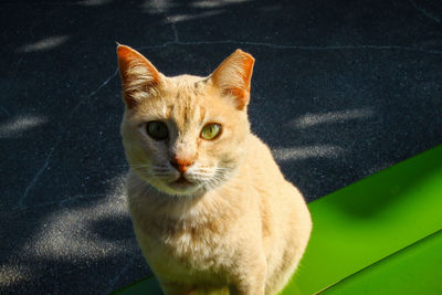 High angle view portrait of cat on floor