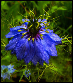 Close-up of purple flowers blooming