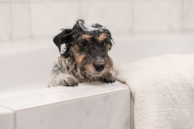 Portrait of dog relaxing at home