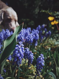 Close-up of purple flowering plants