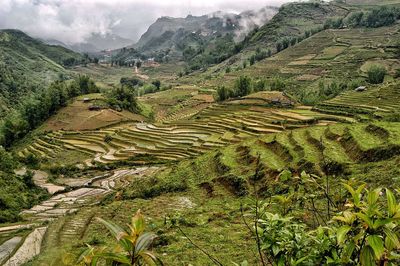 Scenic view of agricultural field