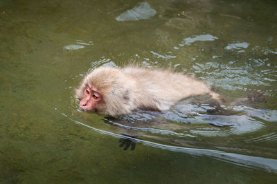 High angle view of monkey swimming in lake