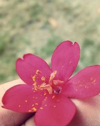 Close-up of pink flowers