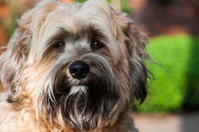 Portrait of hairy dog