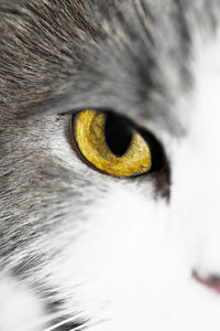 Close-up of cat eye