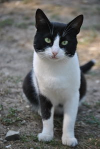 Close-up portrait of cat