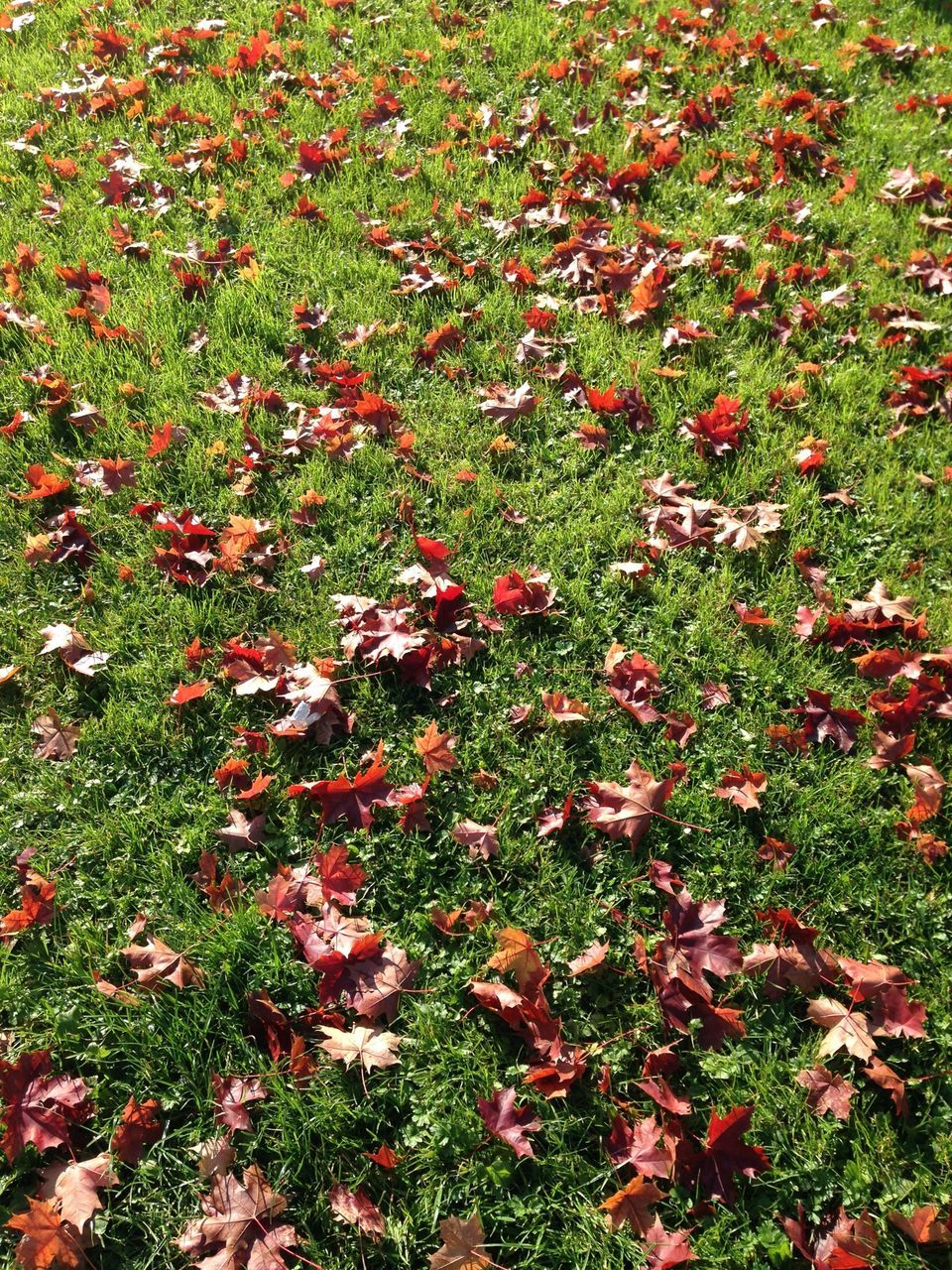 grass, autumn, field, change, leaf, high angle view, grassy, season, nature, growth, green color, red, fallen, beauty in nature, tranquility, leaves, day, plant, outdoors, no people