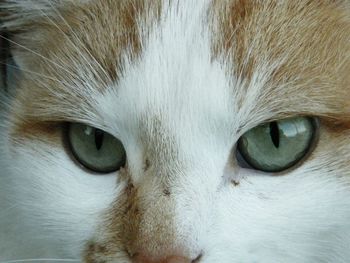 Close-up portrait of cat