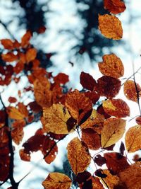 Close-up of dry leaves on snow