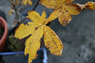 Close-up of leaves on tree trunk