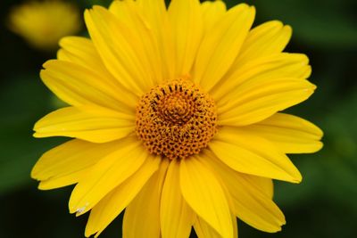 Close-up of yellow flower blooming outdoors