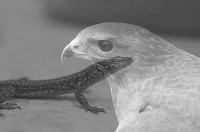 Double exposure of lizard and eagle