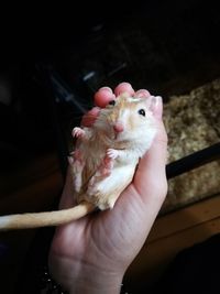 Close-up of hand holding lizard