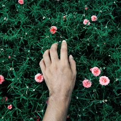 Close-up of woman hand holding grass