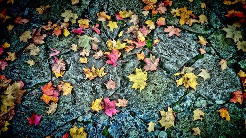 Leaves on ground