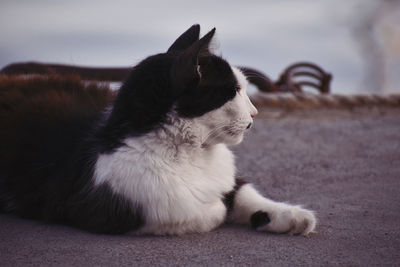 Portrait of a cat