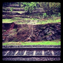 Plants growing on tree trunk