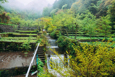 Scenic view of river amidst trees in forest