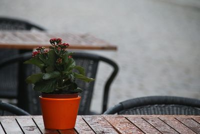 Close-up of potted plant on table