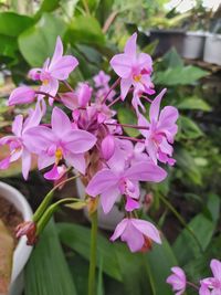 Close-up of pink flowering plant