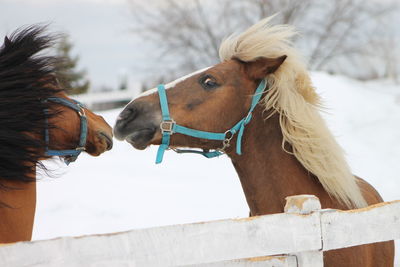 Close-up of horses on snow against sky