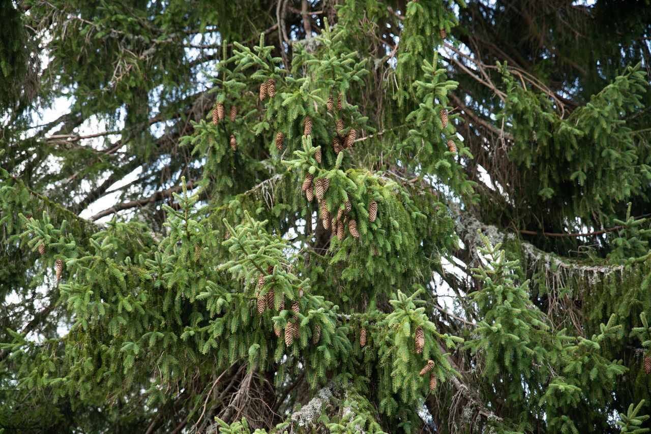 LOW ANGLE VIEW OF PINE TREE