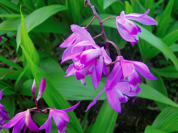 Close-up of purple flowers blooming outdoors