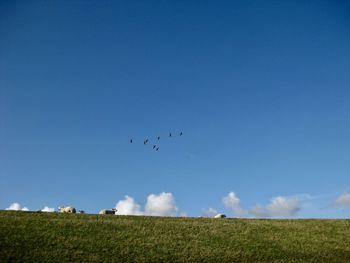 Low angle view of birds flying over field