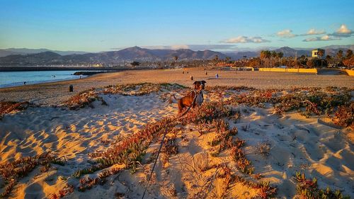 Scenic view of beach