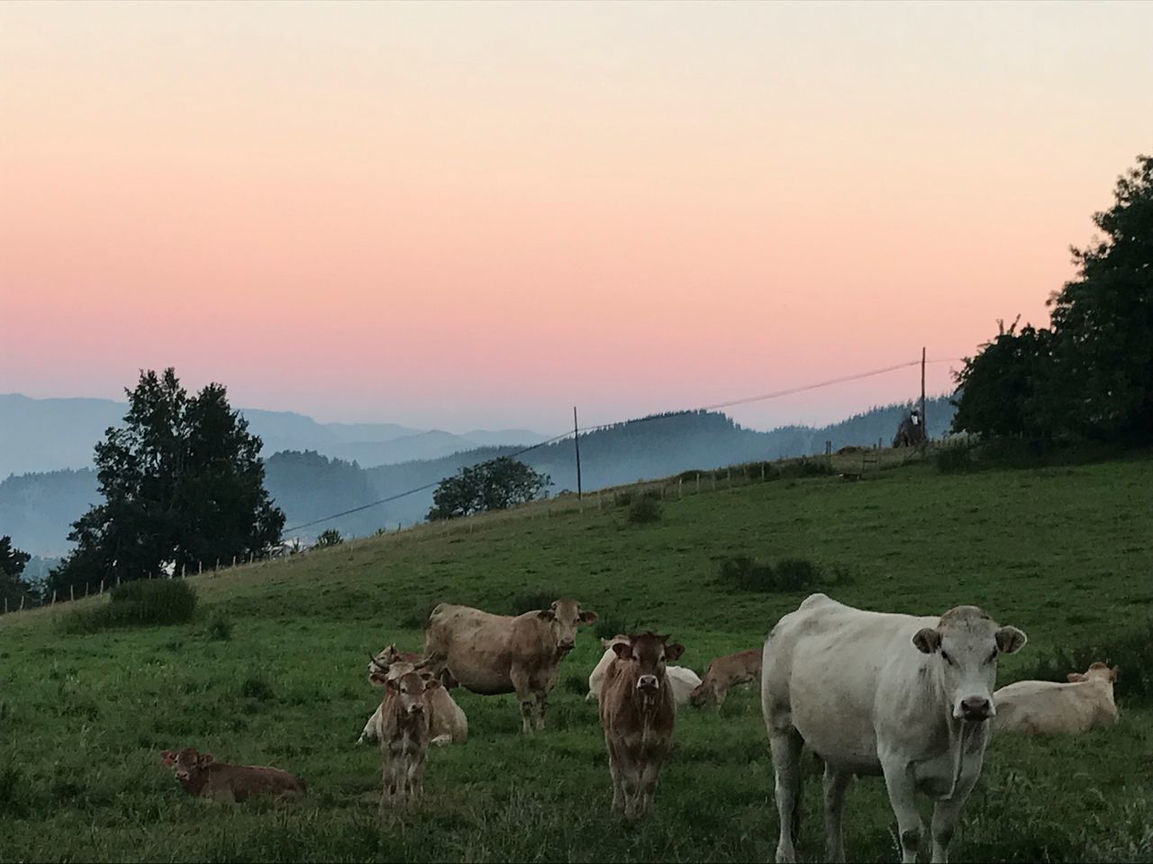 sky, mammal, domestic, domestic animals, plant, livestock, animal themes, animal, field, sunset, pets, group of animals, cattle, vertebrate, landscape, environment, tree, grass, land, cow, no people, herbivorous, outdoors