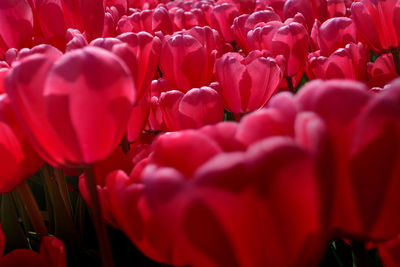 Close-up of red tulips