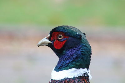 Close-up of a parrot