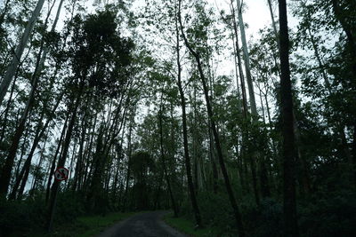 Trees in forest