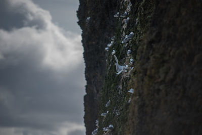 Close-up of lichen on tree trunk against rocks