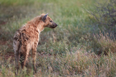 Young hyena standing in the grass