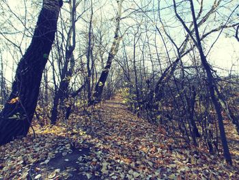 Road passing through forest