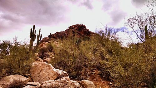 Scenic view of landscape against cloudy sky