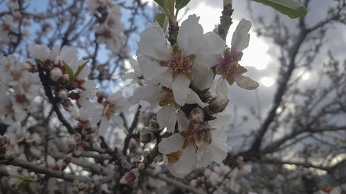 Close-up of cherry blossoms in spring