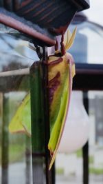 Close-up of plant against blurred background