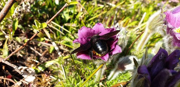 Close-up of butterfly pollinating on purple flower