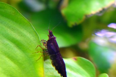 Close-up of insect on leaf