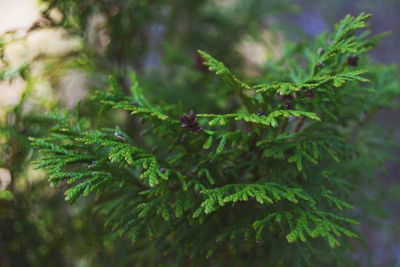 Close-up of plant