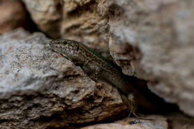 Close-up of lizard on rock