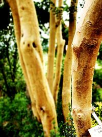 Close-up of tree trunk in forest