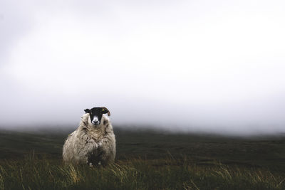 Sheep on field against sky