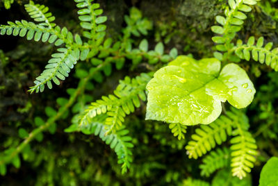 Close-up of fern leaves