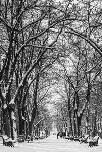 Bare trees during winter