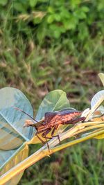 Close-up of insect on leaf