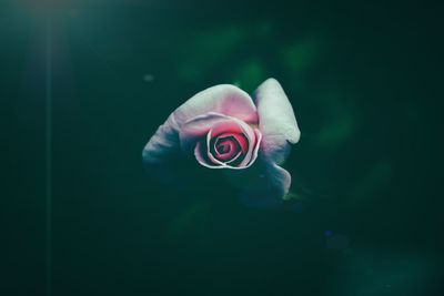 Close-up of pink rose in water